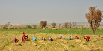 Women in the wheat field