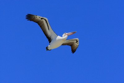 Australian Pelican 15.pb.JPG
