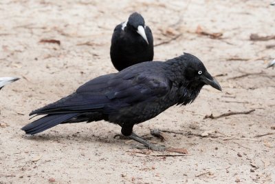 Australian Raven 1.pb.JPG