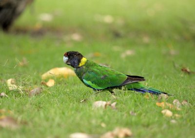 Australian Ringneck Parrot3A.pb.jpg