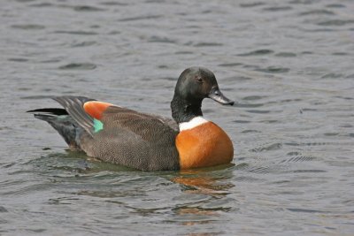 Australian Shelduck 1.pb.JPG