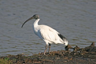 Australian White Ibis 1.pb.JPG