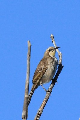 Black Honeyeater 3A.pb.jpg