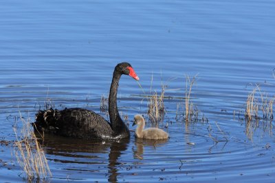 Black Swan  cygnet 7.pb.JPG