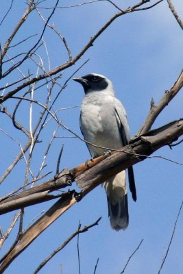 Black-faced Cuckoo -shrike 4A.pb.jpg