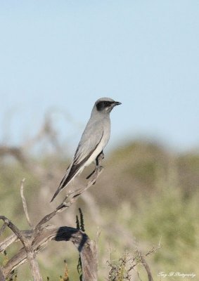 Black-faced Cuckoo -shrike 7A.BA.pb.jpg