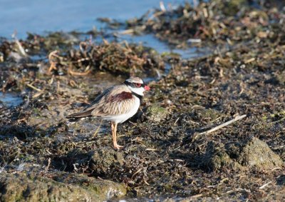 Black-fronted Dotterel 3A.pb.jpg