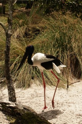 Black-necked Stork.pb.JPG