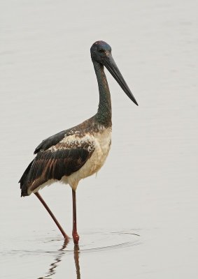 Black-necked Stork Jabiru 2.pb.jpg