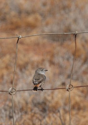 Chestnut-rumped Thornbill 1A.pb.jpg