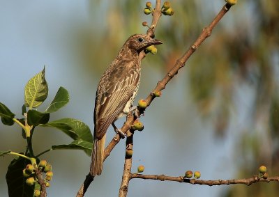 Figbird-Female 4.pb.jpg