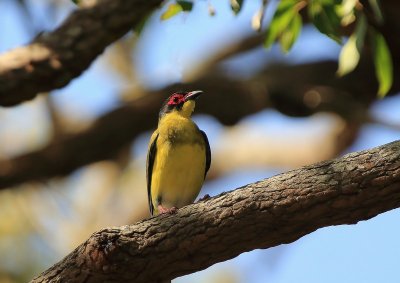 Figbird-Male 1.pb.jpg