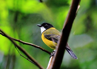 Golden Whistler 2.pb.jpg