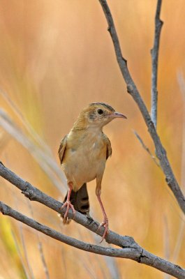 Golden-headed Cisticola 1A.pb.jpg