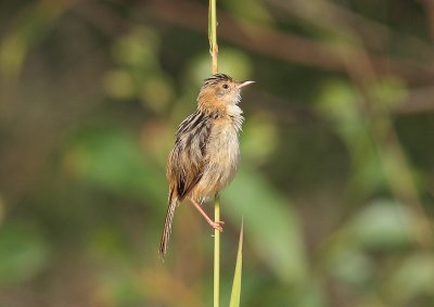 Golden-headed Cisticola 2.pb.jpg