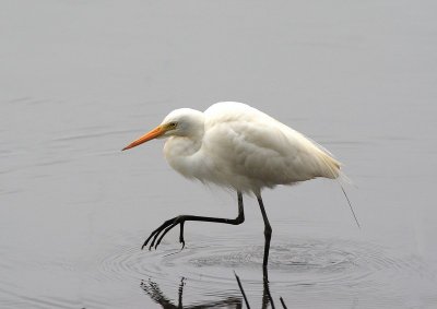 Intermediate Egret 2.pb.jpg