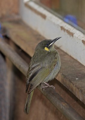 Lewins Honeyeater 1.pb.jpg