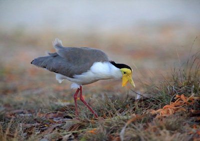 Masked Lapwing 2.pb.jpg