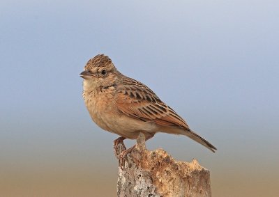 Golden-headed Cisticola 1.pb.jpg