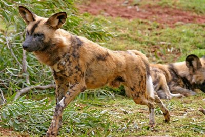 African Hunting Dog.pb.jpg