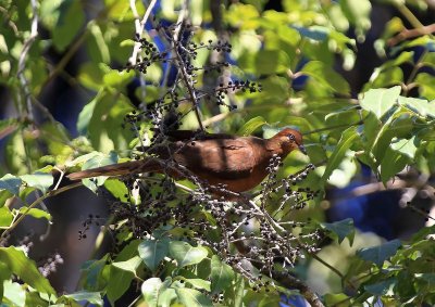 Brown Cuckoo-dove 1Apb.jpg