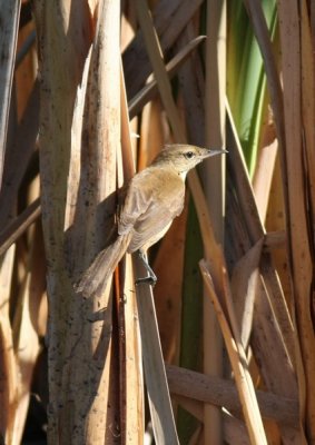 Clamorous Reed Warbler 9pb.jpg