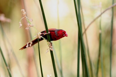 Crimson Finch 2 pb.jpg