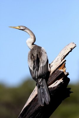 Darter 13.pb.JPG