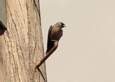 Dusky Woodswallow 1Apb.jpg