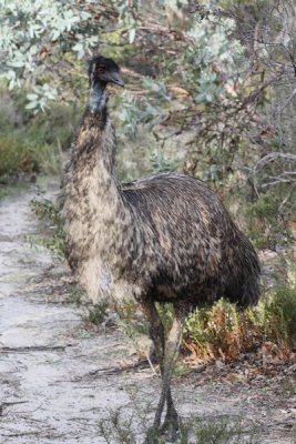 Emu 6.pb.BA.JPG