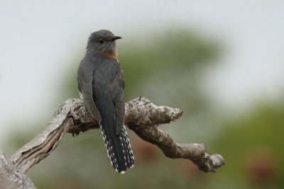 Fan-tailed Cuckoo 7Apb.jpg