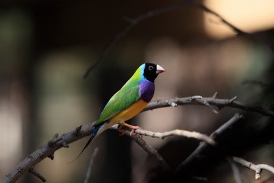 Gouldian Finch 17pb.JPG