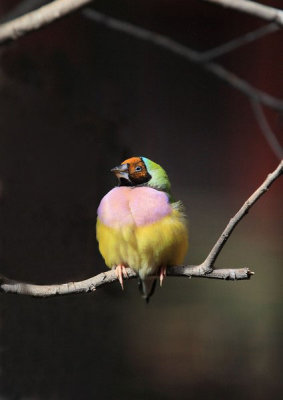 Gouldian Finch 19pb.jpg