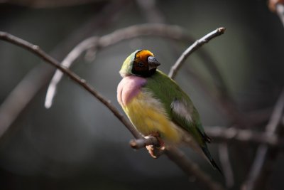 Gouldian Finch 20pb.JPG