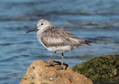 Great Knot 1A.pb.BA.jpg