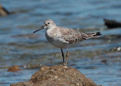 Great Knot 4Apb.jpg