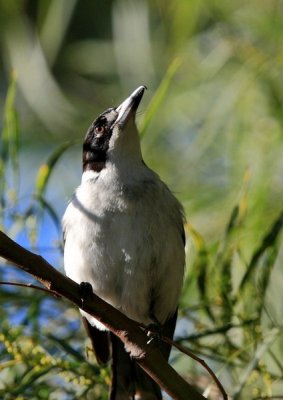 Grey Butcherbird 9A.pb.BA.jpg