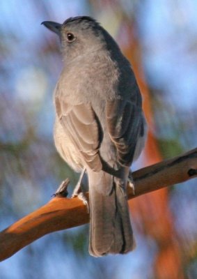 Grey Shrike-thrush 1B.jpg