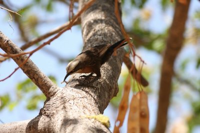 Grey-crowned Babbler 7pb.JPG