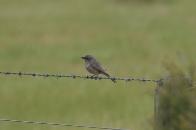 Inland Thornbill 1pb.JPG