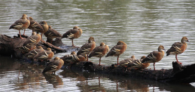 Plumed Whistling-Duck.BA.pb.JPG