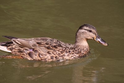 Pieniny duck.JPG