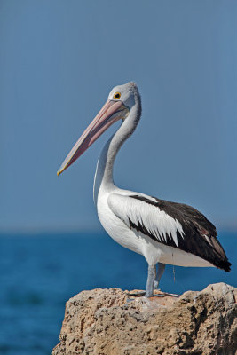 Australian Pelican19.pb.jpg