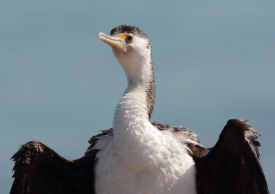 Pied Cormorant 6A.pb.jpg