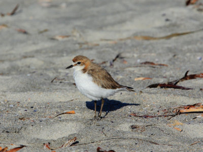 Red-capped Plover 6A.pb.jpg
