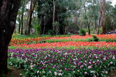 Araluen Tulips.pb.JPG