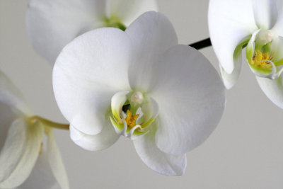 White  Yellow Orchid.pb.JPG