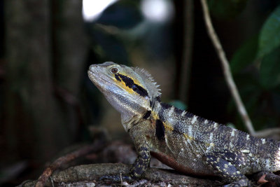 Eastern water dragon M.JPG