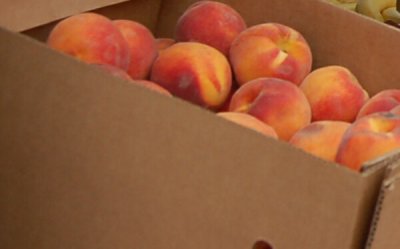 Perfect peaches from the Davis Peach Farm!