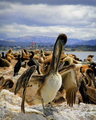Cormorants 